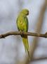 Rose Ringed Ring-Necked Parakeet Perched, Ranthambhore Np, Rajasthan, India by T.J. Rich Limited Edition Print