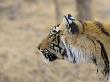 Bengal Tiger Looking Alert, Note Porcupine Quill Stuck In Neck, Ranthambhore Np, Rajasthan, India by T.J. Rich Limited Edition Print