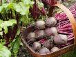 Home Grown Beetroot, 'Baby Action' Norfolk, Uk by Gary Smith Limited Edition Print
