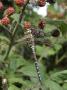 Migrant Hawker Dragonfly Mature Male Resting On Blackberries In Autumn Hedgerow, Norfolk, Uk by Gary Smith Limited Edition Print