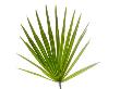 Palmito Dwarf Fan Palm Spain by Niall Benvie Limited Edition Print