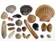 Collection Of Shells From The North Sea by Philippe Clement Limited Edition Pricing Art Print