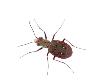 Tiger Beetle Los Alcornocales Natural Park, Spain by Niall Benvie Limited Edition Print