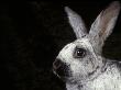 Silver Of Champagne Domestic Rabbit by Adriano Bacchella Limited Edition Print