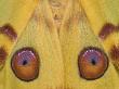 Madagascar Moon Moth Close-Up Of Wings, Madagascar by Edwin Giesbers Limited Edition Print