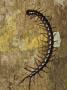 Giant Centipede On Rainforest Tree Trunk, Sukau, Sabah, Borneo by Tony Heald Limited Edition Print