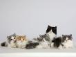 Persian Cat, Five Kittens, Silver-And-White, Black-And-White And Ginger-And-White Sitting In Line by Petra Wegner Limited Edition Print