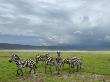 Common Zebra Group, Ngorongoro Crater, Tanzania by Edwin Giesbers Limited Edition Pricing Art Print