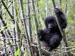 Young Mountain Gorilla Climbing On Bamboo, Volcanoes National Park, Rwanda, Africa by Eric Baccega Limited Edition Print
