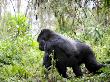 Male Silverback Mountain Gorilla Knuckle Walking, Volcanoes National Park, Rwanda, Africa by Eric Baccega Limited Edition Pricing Art Print