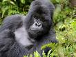 Male Silverback Mountain Gorilla Resting, Volcanoes National Park, Rwanda, Africa by Eric Baccega Limited Edition Print