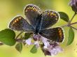 Common Blue Female On Flower Of Marjoram by Andy Sands Limited Edition Pricing Art Print