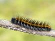 Fox Moth Caterpillar Larva Climbing Along Heather Stem, Surrey, England, Uk by Andy Sands Limited Edition Print
