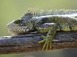 Common Green Iguana Chaparri Ecological Reserve, Peru, South America by Eric Baccega Limited Edition Pricing Art Print