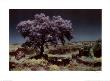Wisteria Tree by Evelyn Hammond Limited Edition Print