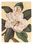 Afternoon Magnolia by Waltrand Von Schwarzbek Limited Edition Pricing Art Print