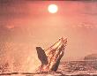 Whale At Sunset by Ewing Galloway Limited Edition Print