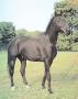 Black Stallion Ii by Buzz Binzen Limited Edition Print
