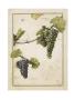 Sauvignon Blanc by Meg Page Limited Edition Print