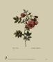 Rose, Muscosa Multiple by Pierre-Joseph Redoute Limited Edition Print