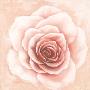 Beautiful Rose by Arkadiusz Warminski Limited Edition Print
