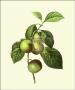 Greengages by Pierre-Joseph Redoute Limited Edition Print