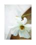 White Still Life Ii by Ian Winstanley Limited Edition Print