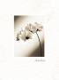 Black And White Ii by Edoardo Sardano Limited Edition Print