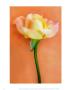 Cream Blush Rose by Christine Zalewski Limited Edition Pricing Art Print