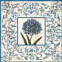 Allium Design by Shelley Hely Limited Edition Print