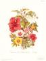 Malvaceae by Twining Limited Edition Print