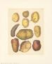 Potatoes by Cawler Limited Edition Pricing Art Print