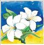 Bold White Flowers Ii by Ingrid Sehl Limited Edition Print