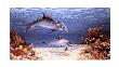 Dolphin World by James Harris Limited Edition Print