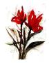 Amaryllis by Johannes Bender Limited Edition Print