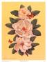 Magnolia Spray Left by Waltrand Von Schwarzbek Limited Edition Pricing Art Print