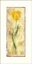 Tulipa by Kate Mawdsley Limited Edition Pricing Art Print
