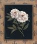 Peony Fleur De Lis by T. C. Chiu Limited Edition Pricing Art Print