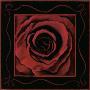 Red Rose by Jane Nassano Limited Edition Print