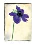 Blue Anemone by Rick Filler Limited Edition Print