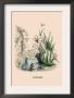 Narcisse by J.J. Grandville Limited Edition Print
