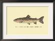 The Steelhead Trout by H.H. Leonard Limited Edition Print