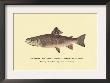The Brook Trout, Showing Subdued Or Early Summer Coloration by H.H. Leonard Limited Edition Print