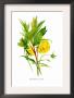 Paeonia Lutea by H.G. Moon Limited Edition Print