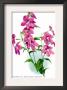 Browallia Speciosa Major by H.G. Moon Limited Edition Print