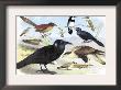 Caracara Eagle, Crow, And Kingfisher by Theodore Jasper Limited Edition Pricing Art Print