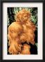 Alpha Flight #7 Cover: Sasquatch Fighting by Mizuki Sakakibara Limited Edition Pricing Art Print