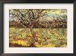 Apricot Trees In Blossom by Vincent Van Gogh Limited Edition Pricing Art Print