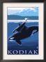 Kodiak, Alaska - Orca And Calf, C.2009 by Lantern Press Limited Edition Print