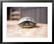 Box Turtle Hiding In Shell, Ky by Bill Romerhaus Limited Edition Pricing Art Print